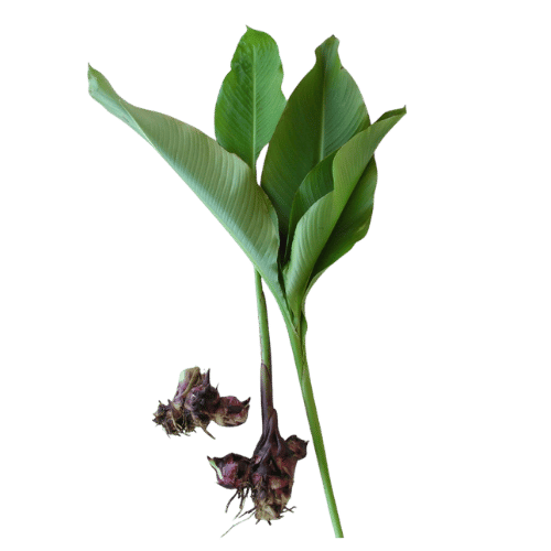 Queensland arrowroot